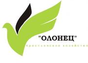 Семенной и продовольственный картофель.