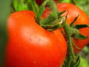Продам помидоры молдавские тепличные