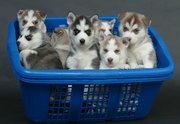 чистый дом поднял Сибирский хаски щенки для хороших домах