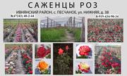 САЖЕНЦЫ (КУСТЫ) РАЗЛИЧНЫХ РОЗ
