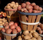 ПРОДАЮ КАРТОФЕЛЬ ОПТОМ. ЦЕНА ДОГОВОРНАЯ. ЧУВАШИЯ