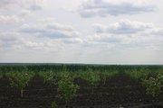 Предлагаем сад в аренду