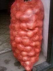 Продаем лук сорт Манас