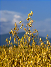 Продам зерно овса (фуражное)