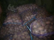 продам картофель,  сорт НЕВСКИЙ,  отличного качества