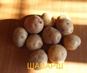 Семенной картофель оптом