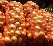 Лук репчатый
