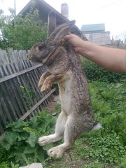 Кролики крупных мясных пород