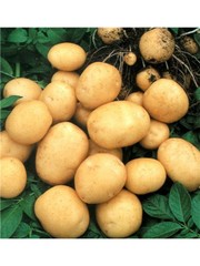 Картофель 2012г.