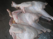 Продам мясо ЦБ и кур несушек