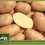 картофель ,  сорт Spunta