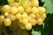 Виноград - саженцы и ягоды