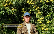 Саженцы плодовых деревьев,  Саженцы груш,  Саженцы Алычи,  Саженцы яблонь