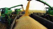 Сельхозпродукция УРОЖАЯ 2013 года