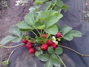Продам саженцы элитных сортов винограда и клубники. оптом и в розницу.