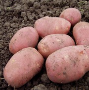 Картофель 