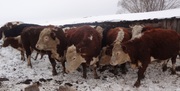 Продам Скот Живым Весом(Быки, коровы, лошади)