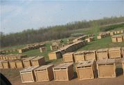 Продам пчелопакеты карпатка,  среднерусская