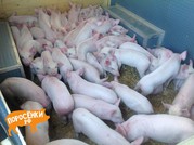 продажа поросят
