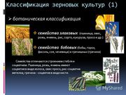 Различное  зерно