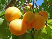 купим абрикос 