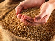 Продается фуражное зерно. ( Кормовое зерно.)