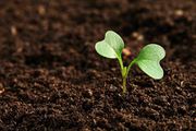 Оптовая продажа растительных удобрений