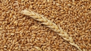 Пшеница,  зерно продаем франко-вагон FCA