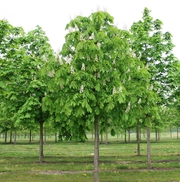 Саженцы лиственных и хвойных деревьев