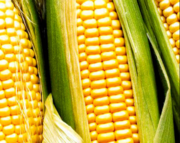 Семена гибридов кукурузы Лимагрен купить ЛГ 30179 ФАО 170 ЛГ 30189 ФАО