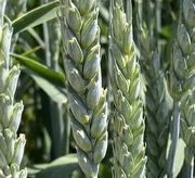 Семена пшеницы озимой купить Алексеич Ахмат Безостая 100 Герда Граф