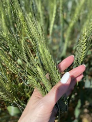 Семена озимой пшеницы ЭС/РС1/РС2